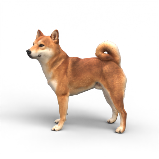 Shiba Inu 3D Model